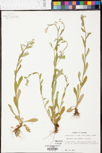 Myosotis macrosperma image