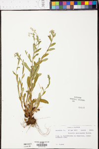 Myosotis macrosperma image