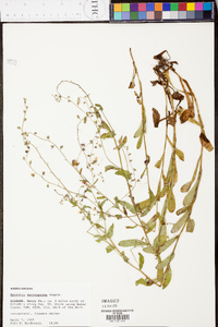 Myosotis macrosperma image