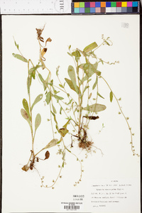 Myosotis macrosperma image