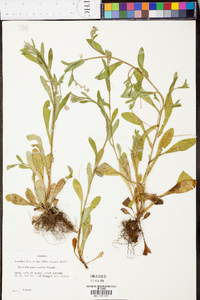 Myosotis macrosperma image