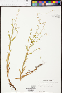 Myosotis macrosperma image