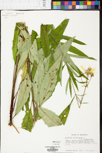 Silphium asteriscus var. trifoliatum image