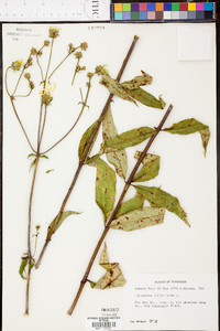 Silphium asteriscus var. trifoliatum image