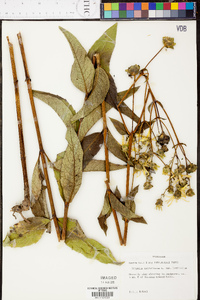 Silphium asteriscus var. trifoliatum image