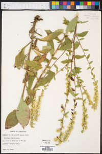 Solidago hispida image