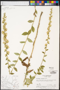 Solidago hispida image