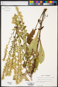 Solidago hispida image