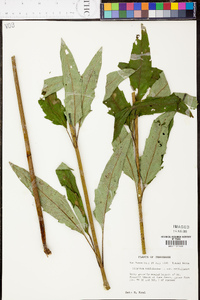 Silphium asteriscus image