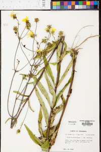 Silphium asteriscus var. trifoliatum image