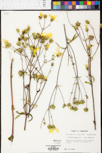 Silphium asteriscus var. trifoliatum image