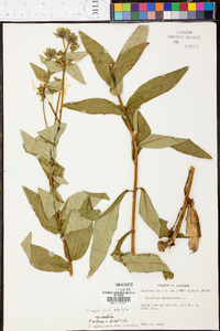 Silphium radula image