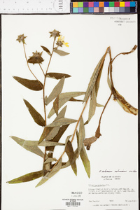 Silphium radula image