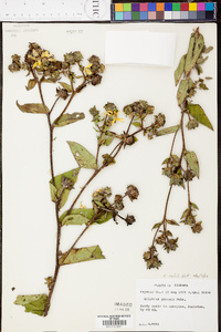 Silphium radula image