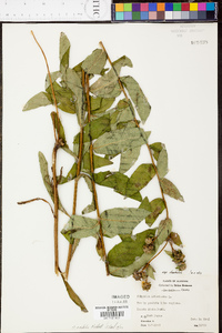 Silphium radula image