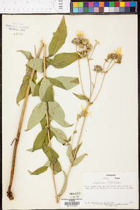 Silphium asteriscus var. trifoliatum image