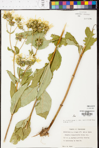 Silphium asteriscus var. trifoliatum image