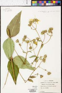 Silphium asteriscus image