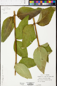 Silphium asteriscus var. trifoliatum image