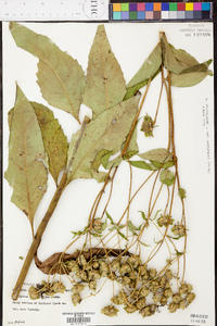 Silphium asteriscus var. trifoliatum image