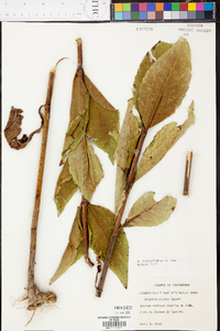 Silphium asteriscus var. trifoliatum image