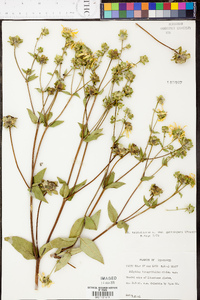 Silphium asteriscus var. trifoliatum image