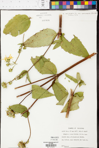 Silphium asteriscus var. trifoliatum image