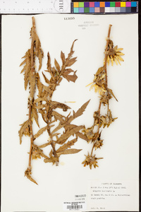 Silphium laciniatum image