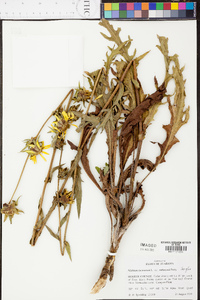 Silphium laciniatum image