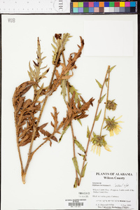 Silphium laciniatum image