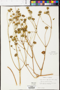 Silphium compositum image