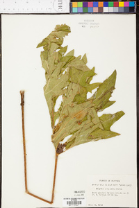 Silphium compositum image