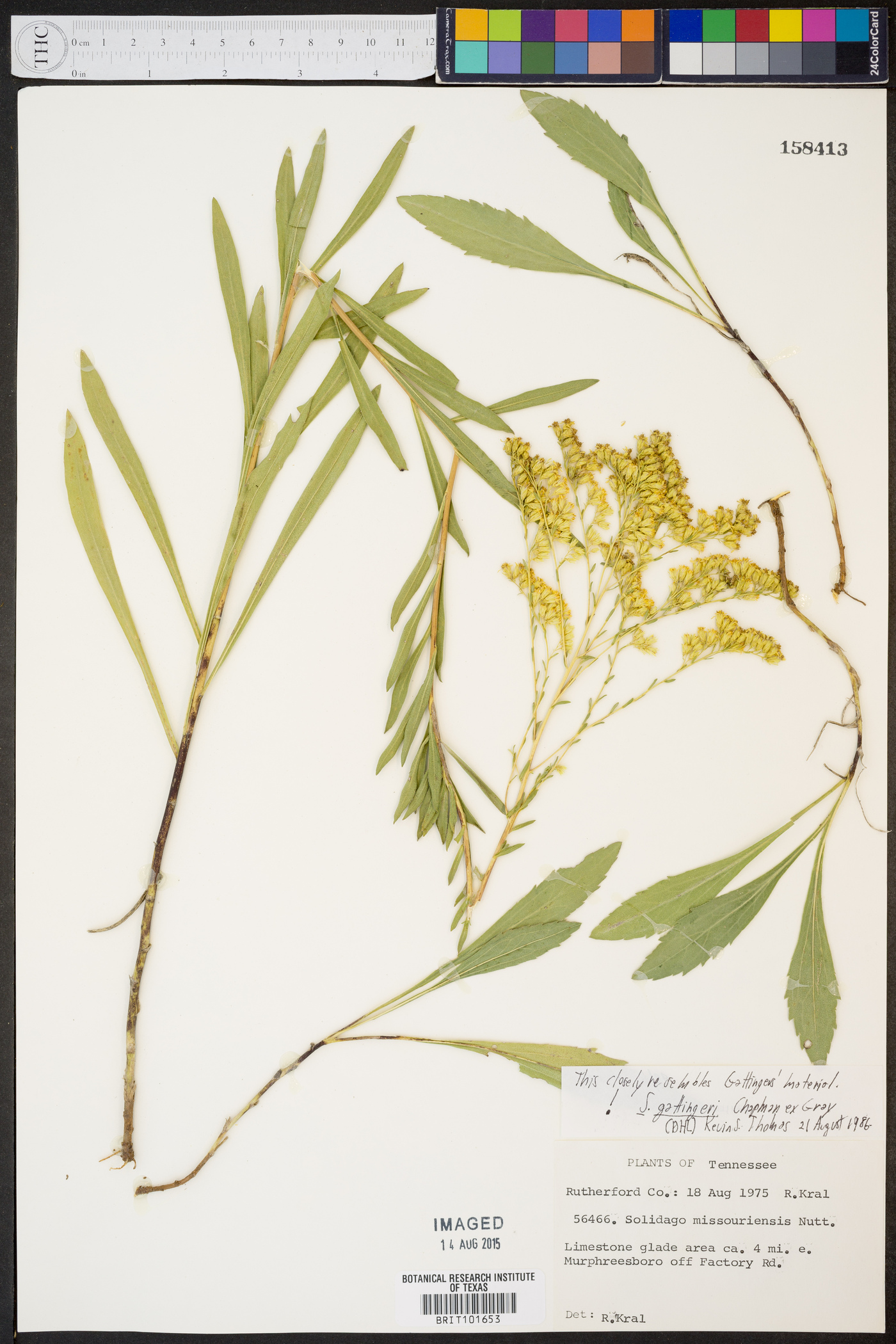 Solidago gattingeri image