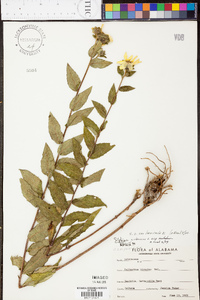 Silphium radula image