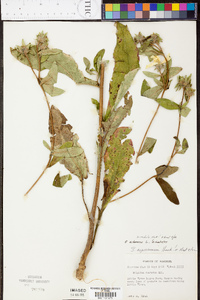 Silphium radula image