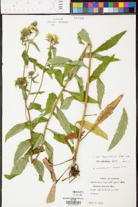 Silphium radula image