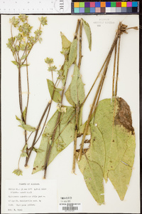 Silphium mohrii image