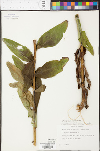 Silphium radula image