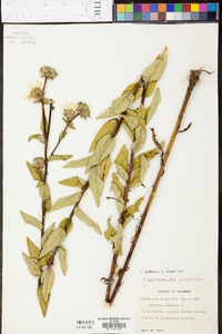 Silphium radula image