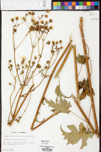 Silphium compositum image