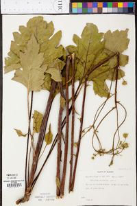 Silphium compositum image