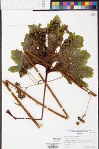 Silphium compositum image