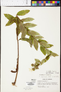 Silphium radula image