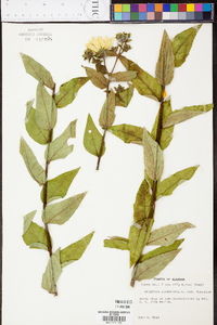 Silphium radula image