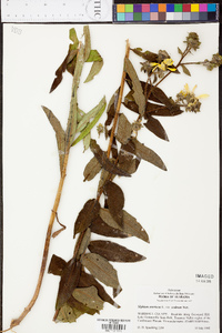 Silphium radula image