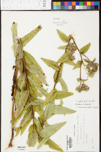 Silphium radula image