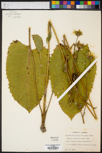 Silphium terebinthinaceum image