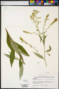 Solidago arguta var. caroliniana image