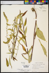 Solidago arguta var. caroliniana image