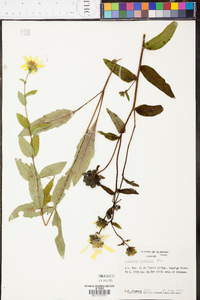 Silphium asteriscus image